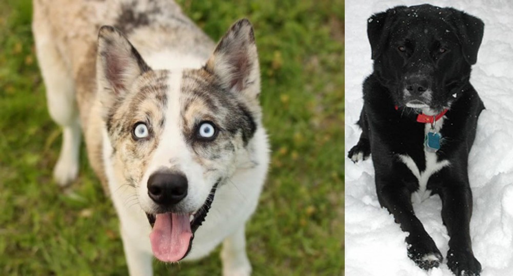 St. John's Water Dog vs Shepherd Husky - Breed Comparison