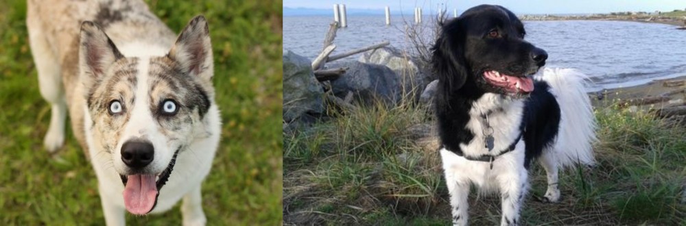 Stabyhoun vs Shepherd Husky - Breed Comparison