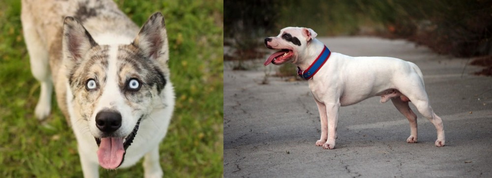 Staffordshire Bull Terrier vs Shepherd Husky - Breed Comparison