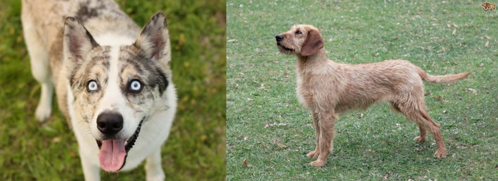 Styrian Coarse Haired Hound vs Shepherd Husky - Breed Comparison