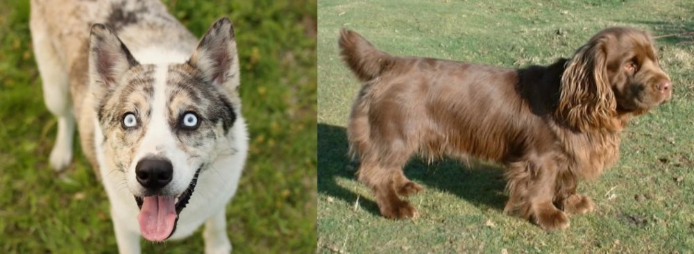 Sussex Spaniel vs Shepherd Husky - Breed Comparison