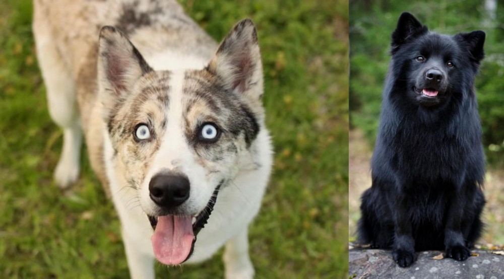 Swedish Lapphund vs Shepherd Husky - Breed Comparison
