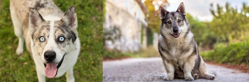 Swedish Vallhund vs Shepherd Husky - Breed Comparison