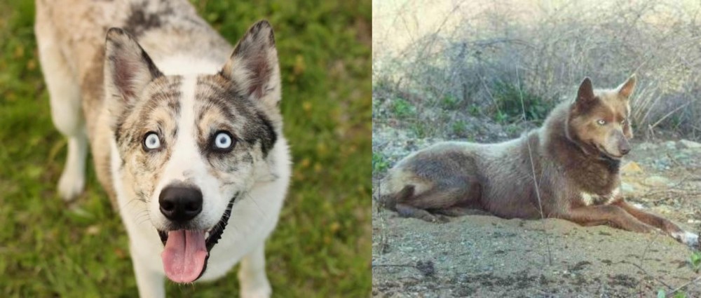 Tahltan Bear Dog vs Shepherd Husky - Breed Comparison
