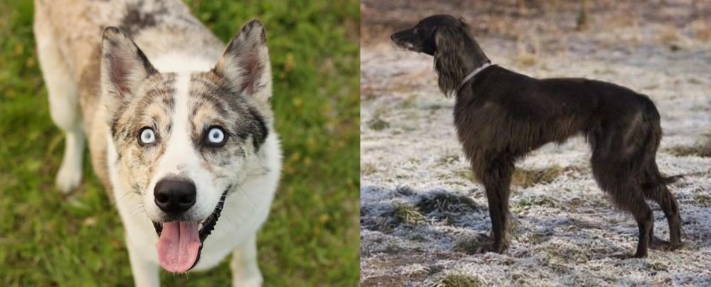 Taigan vs Shepherd Husky - Breed Comparison