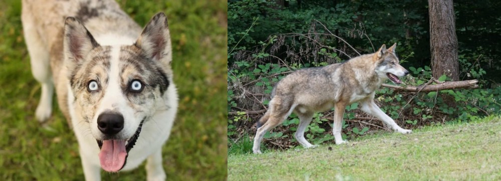 Tamaskan vs Shepherd Husky - Breed Comparison