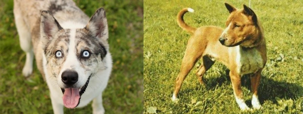 Telomian vs Shepherd Husky - Breed Comparison