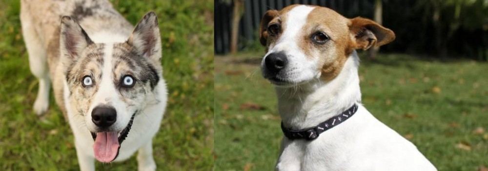 Tenterfield Terrier vs Shepherd Husky - Breed Comparison