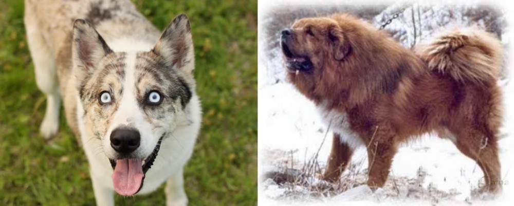 Tibetan Kyi Apso vs Shepherd Husky - Breed Comparison