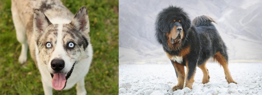 Tibetan Mastiff vs Shepherd Husky - Breed Comparison