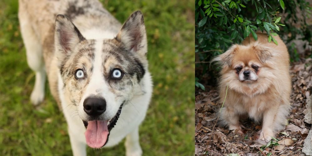 Tibetan Spaniel vs Shepherd Husky - Breed Comparison