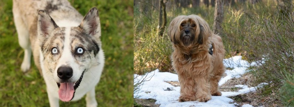Tibetan Terrier vs Shepherd Husky - Breed Comparison