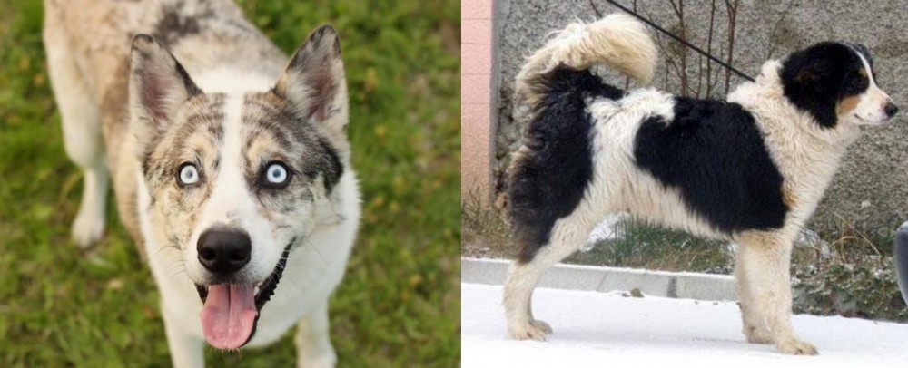 Tornjak vs Shepherd Husky - Breed Comparison