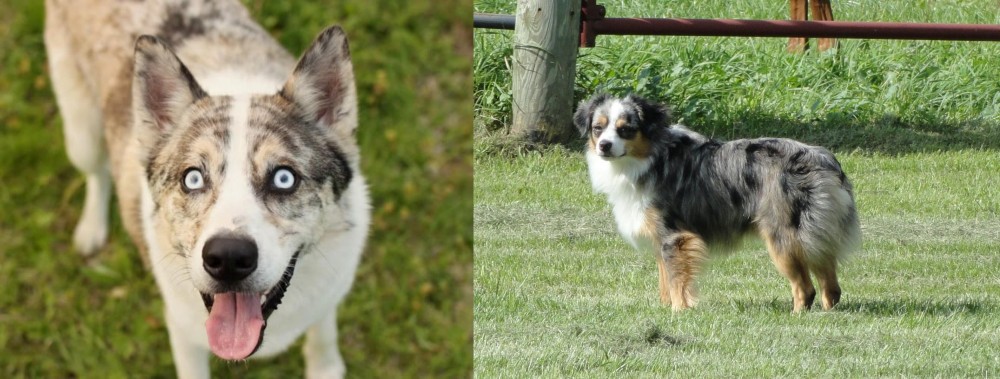 Toy Australian Shepherd vs Shepherd Husky - Breed Comparison