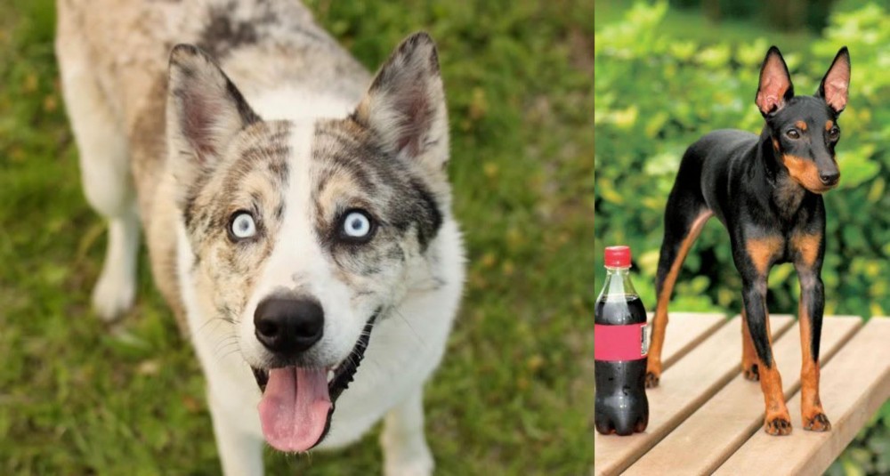 Toy Manchester Terrier vs Shepherd Husky - Breed Comparison