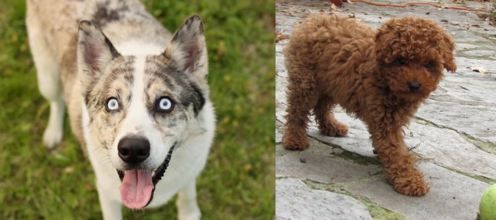 Toy Poodle vs Shepherd Husky - Breed Comparison
