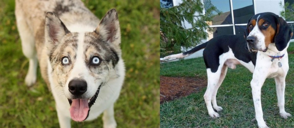 Treeing Walker Coonhound vs Shepherd Husky - Breed Comparison