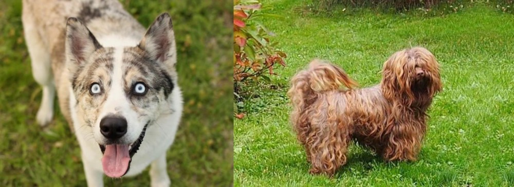 Tsvetnaya Bolonka vs Shepherd Husky - Breed Comparison