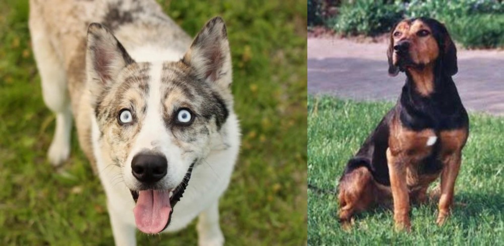 Tyrolean Hound vs Shepherd Husky - Breed Comparison