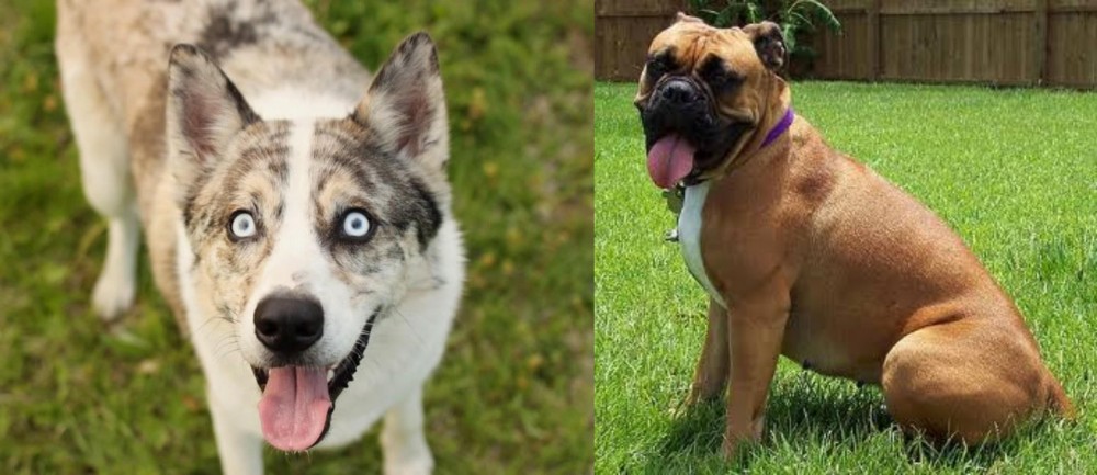 Valley Bulldog vs Shepherd Husky - Breed Comparison