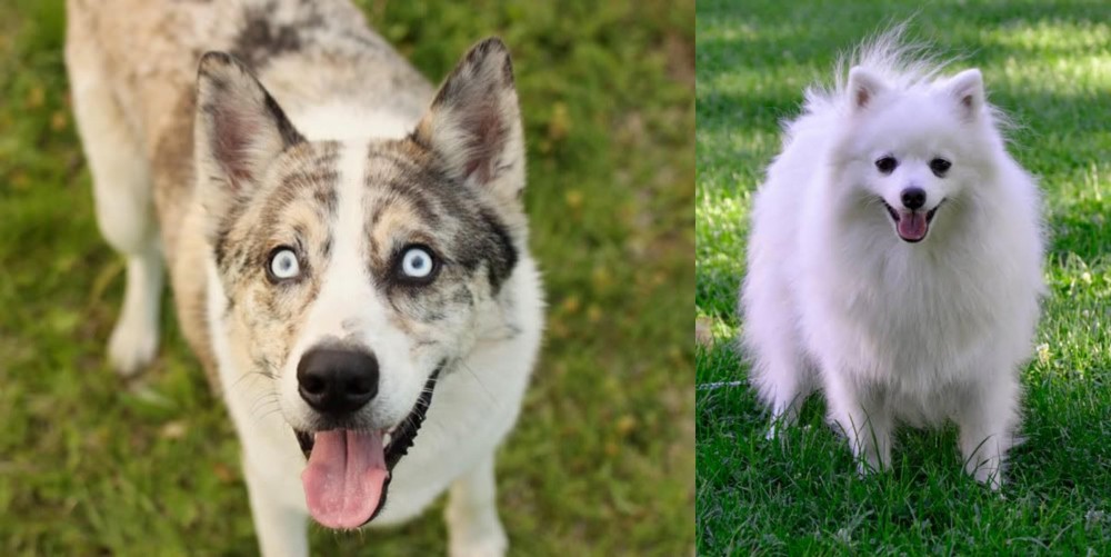 Volpino Italiano vs Shepherd Husky - Breed Comparison