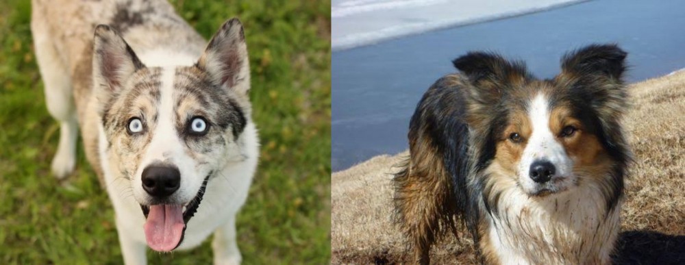 Welsh Sheepdog vs Shepherd Husky - Breed Comparison
