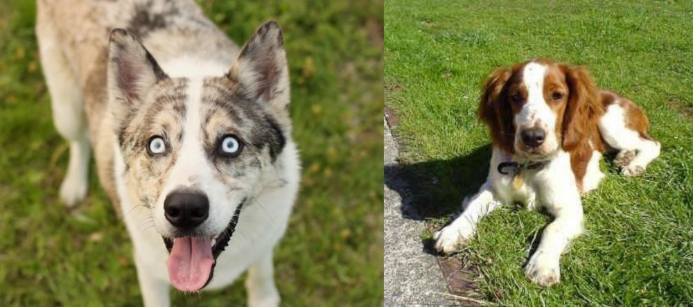 Welsh Springer Spaniel vs Shepherd Husky - Breed Comparison
