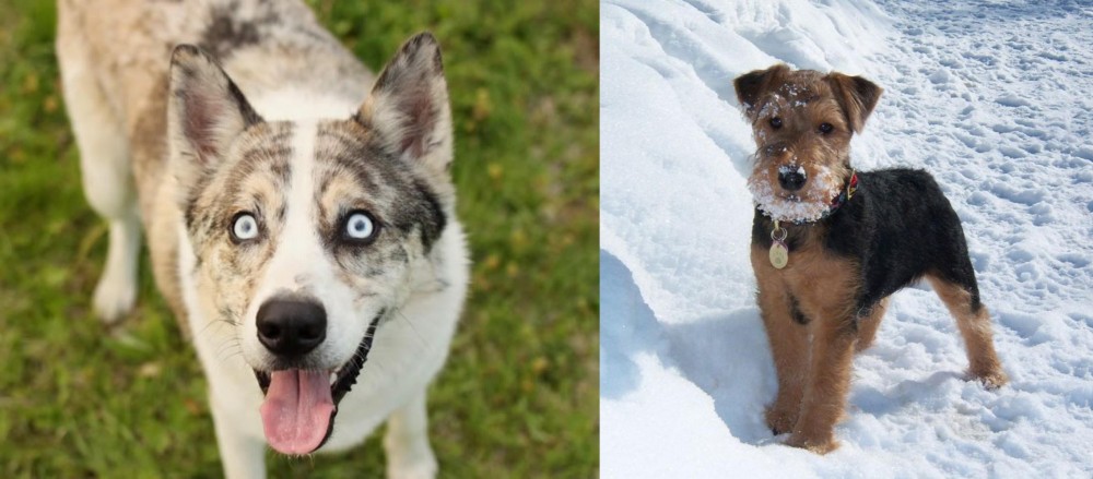 Welsh Terrier vs Shepherd Husky - Breed Comparison