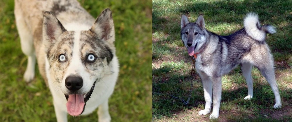 West Siberian Laika vs Shepherd Husky - Breed Comparison
