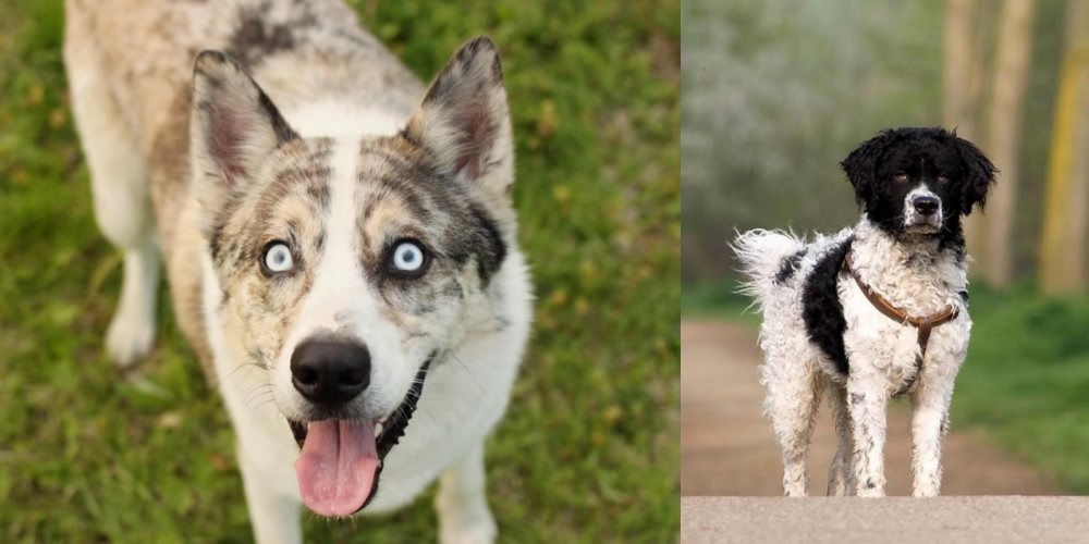 Wetterhoun vs Shepherd Husky - Breed Comparison