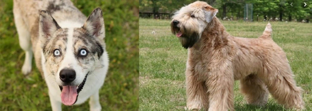Wheaten Terrier vs Shepherd Husky - Breed Comparison