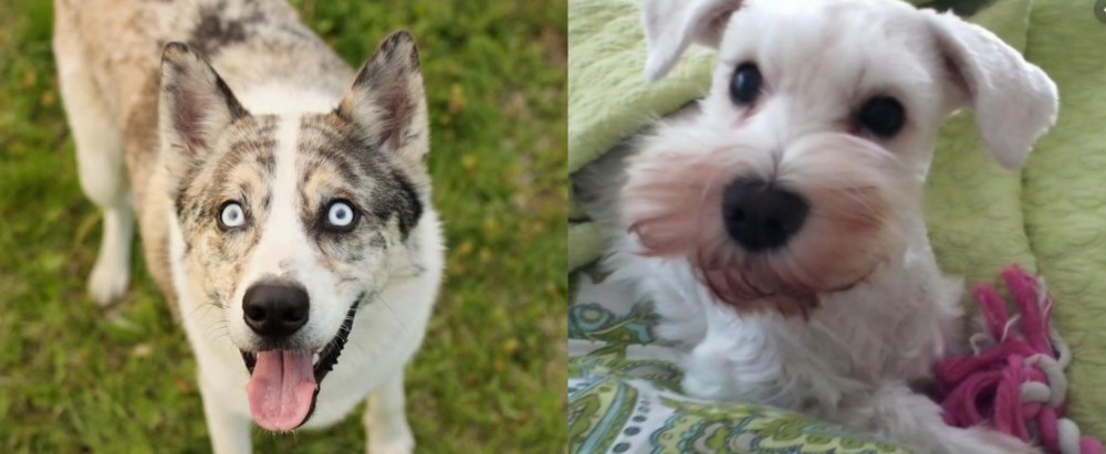 White Schnauzer vs Shepherd Husky - Breed Comparison