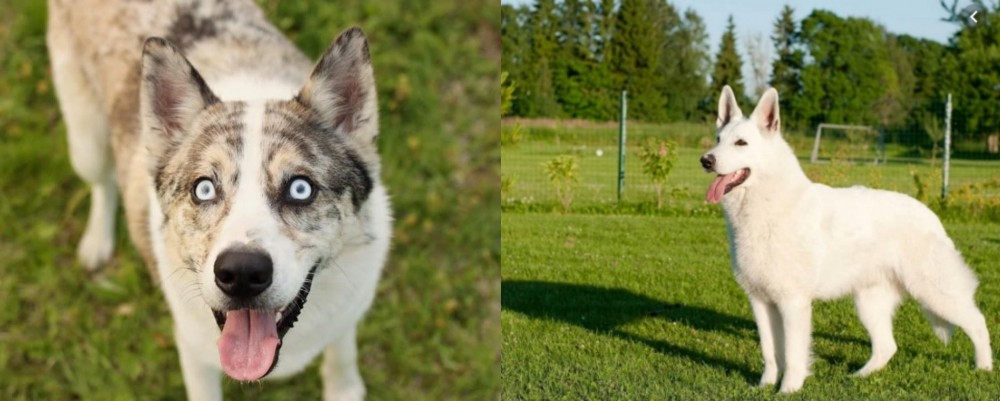 White Shepherd vs Shepherd Husky - Breed Comparison