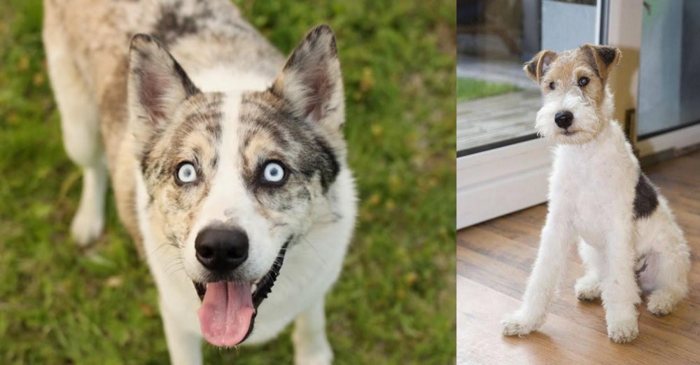 Wire Fox Terrier vs Shepherd Husky - Breed Comparison