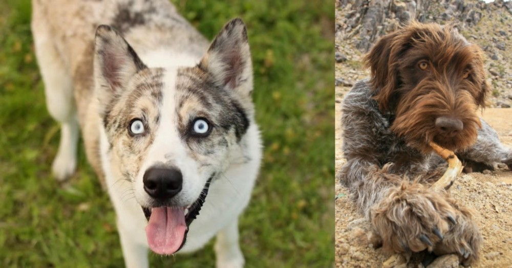 Wirehaired Pointing Griffon vs Shepherd Husky - Breed Comparison