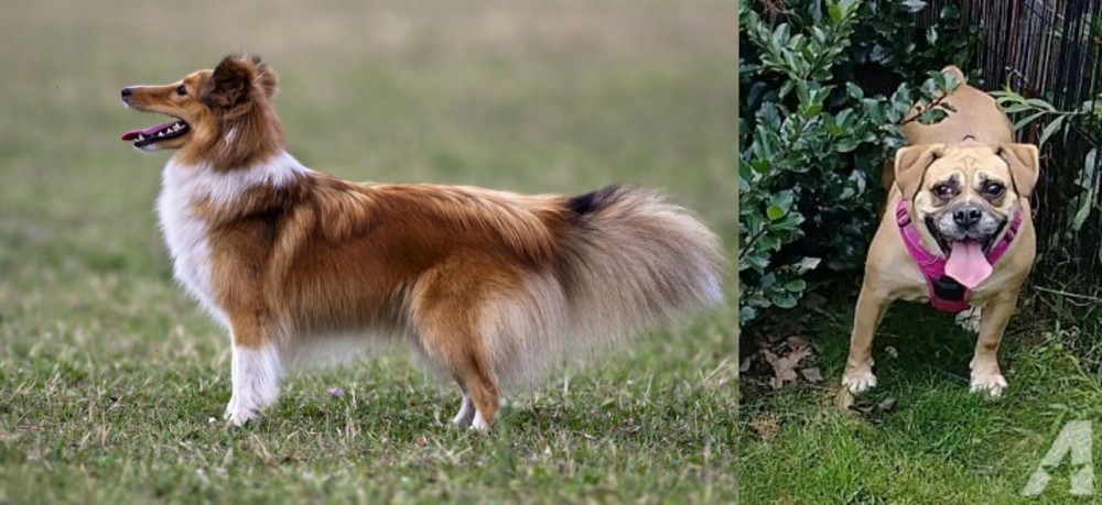 Beabull vs Shetland Sheepdog - Breed Comparison