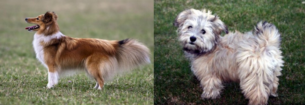 Havapoo vs Shetland Sheepdog - Breed Comparison