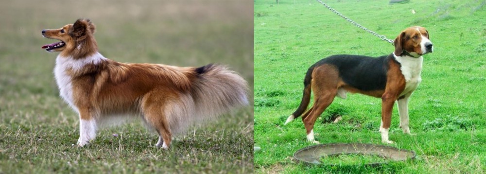 Serbian Tricolour Hound vs Shetland Sheepdog - Breed Comparison