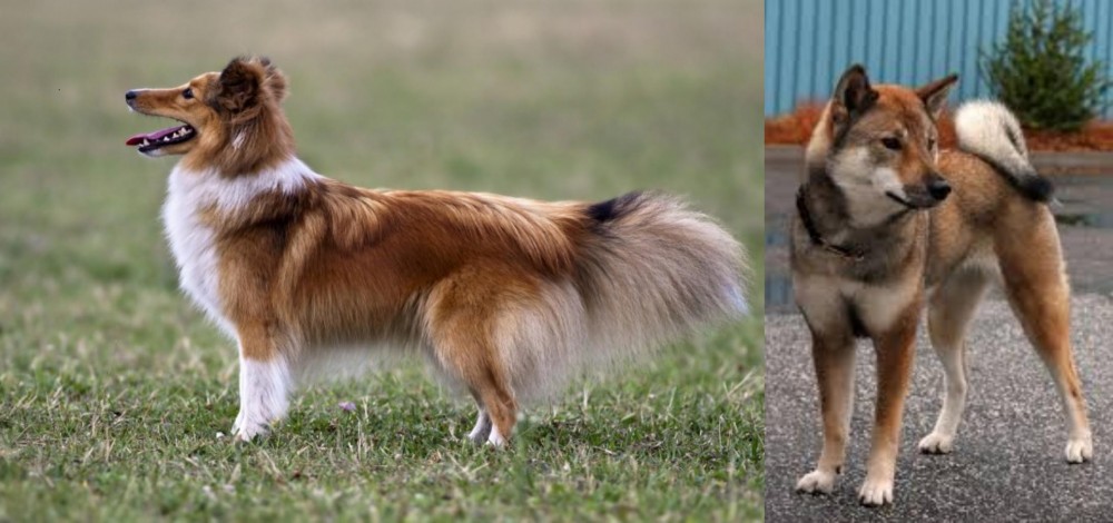 Shikoku vs Shetland Sheepdog - Breed Comparison