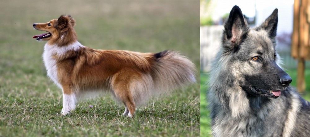 Shiloh Shepherd vs Shetland Sheepdog - Breed Comparison