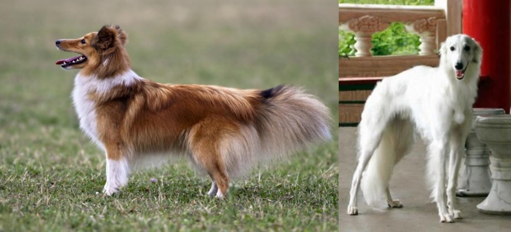 Silken Windhound vs Shetland Sheepdog - Breed Comparison