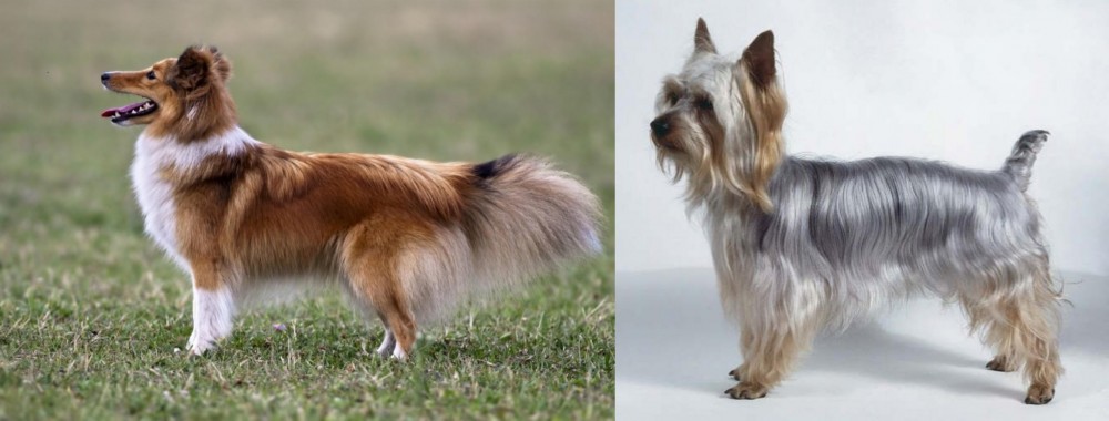 Silky Terrier vs Shetland Sheepdog - Breed Comparison