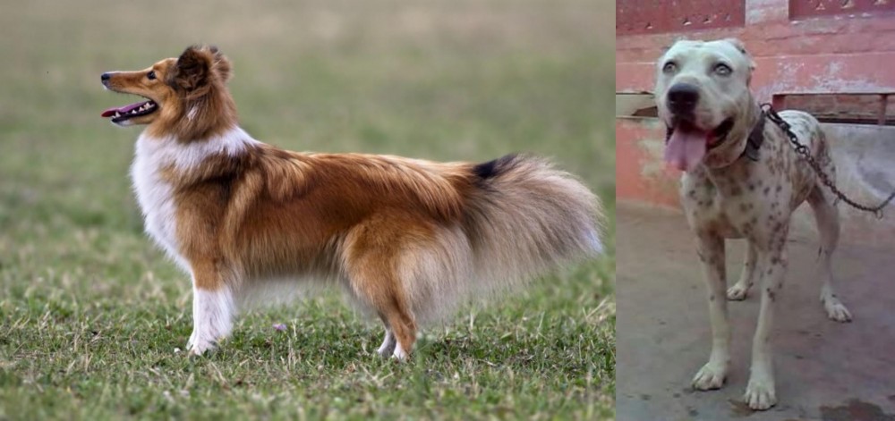 Sindh Mastiff vs Shetland Sheepdog - Breed Comparison