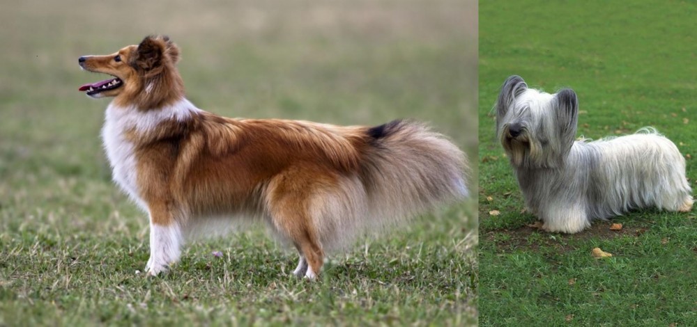 Skye Terrier vs Shetland Sheepdog - Breed Comparison