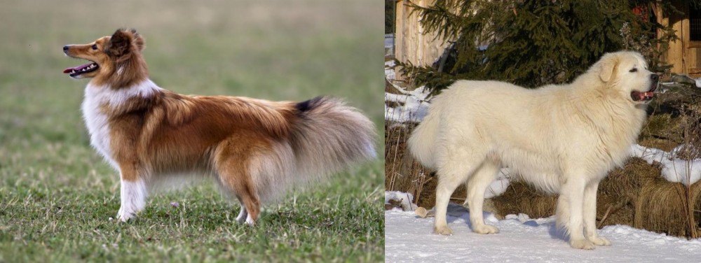 Slovak Cuvac vs Shetland Sheepdog - Breed Comparison