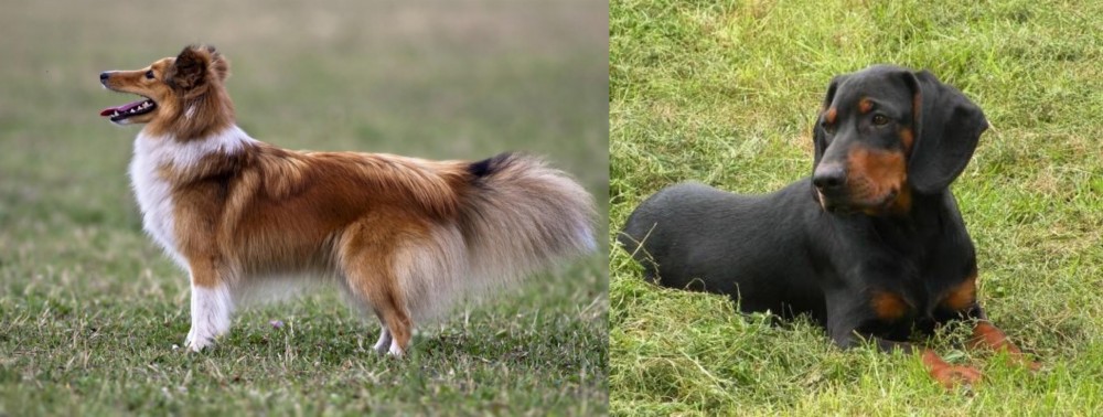 Slovakian Hound vs Shetland Sheepdog - Breed Comparison