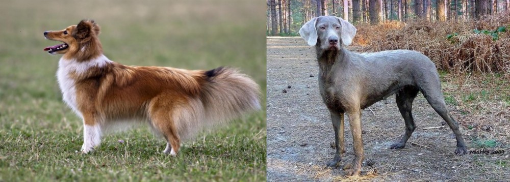 Slovensky Hrubosrsty Stavac vs Shetland Sheepdog - Breed Comparison