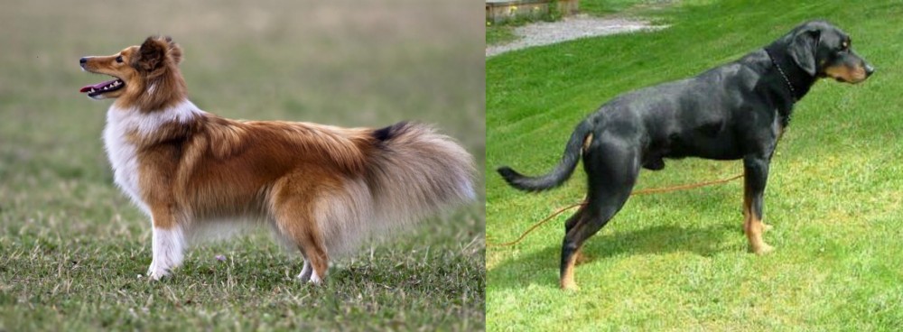 Smalandsstovare vs Shetland Sheepdog - Breed Comparison