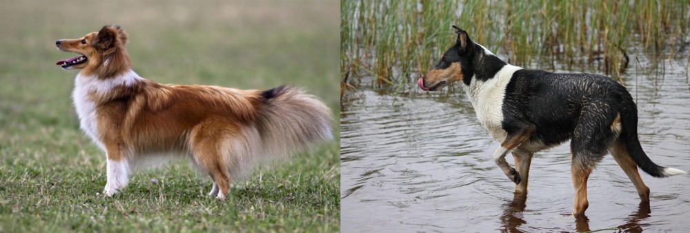Smooth Collie vs Shetland Sheepdog - Breed Comparison