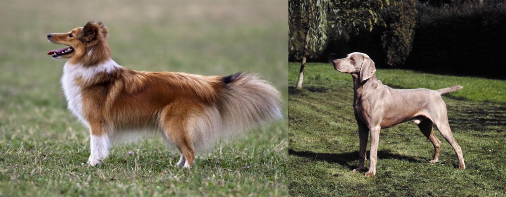 Smooth Haired Weimaraner vs Shetland Sheepdog - Breed Comparison